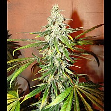 Татарская ракета Feminised Татарская ракета Feminised