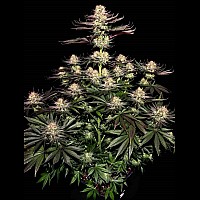 White Widow Feminised