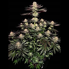 White Widow Feminised White Widow Feminised