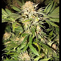 Afghanica Landraces Afghanica Landraces