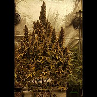 Amnesia Lemon Amnesia Lemon