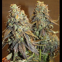 Early Skunk
