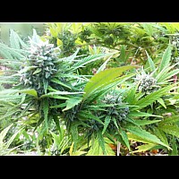 Kilimanjaro Kilimanjaro