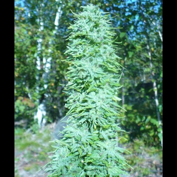 Сорт конопли White Widow Сорт конопли White Widow